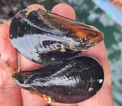 Gıda zehirlenmesi ve ka&ccedil;ak midye ger&ccedil;eği