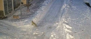 Giresun&rsquo;da a&ccedil; kalan tilki yerleşim yerine indi
