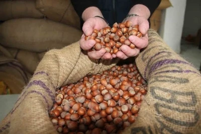 Giresun&rsquo;da serbest piyasada fındık fiyatı 185 liraya geriledi