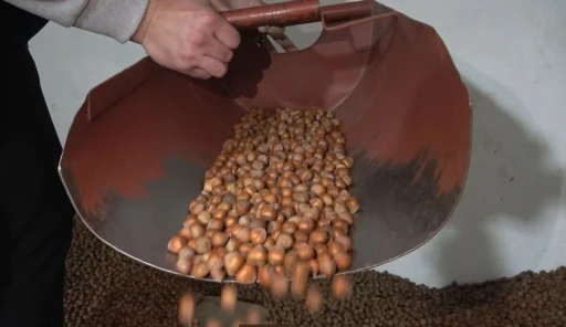 Giresun Ticaret Borsası Meclis &Uuml;yesi Kankaya: "Fındık piyasasında &ouml;n&uuml;m&uuml;zdeki d&ouml;nemde fiyatların sabit kalacağı &ouml;ng&ouml;r&uuml;l&uuml;yor"
