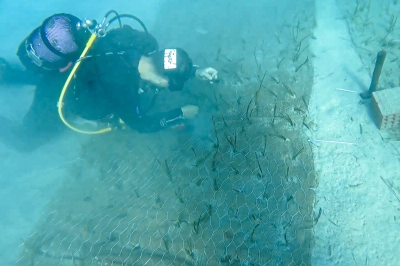 G&ouml;cek&rsquo;te 2.000 Yaşında Deniz &Ccedil;ayırı Keşfedildi