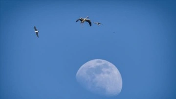 G&ouml;&ccedil;men kuşlar i&ccedil;in midye kabuklarından adacık yaptılar