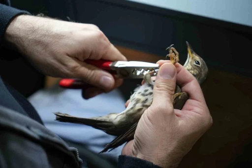 G&ouml;&ccedil;men kuşların rotası artık &ccedil;ok daha net
