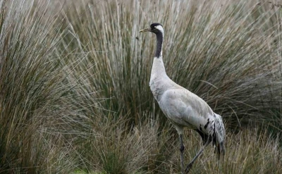 G&ouml;ky&uuml;z&uuml;n&uuml;n sessiz yolcuları i&ccedil;in kuş g&ouml;&ccedil; rotaları haritalanıyor
