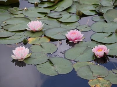 G&ouml;lc&uuml;k Tabiat Parkı'nda nil&uuml;fer &ccedil;i&ccedil;eğini koparmanın cezası...