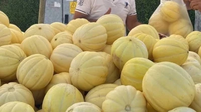 G&ouml;nen kavunu coğrafi işaret yolunda
