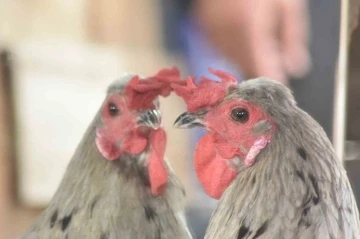 Bursa'da g&ouml;renler şaşırdı...