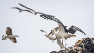 GPS ile takip edilen Leylek Jonas İstanbul'da g&ouml;r&uuml;nt&uuml;lendi