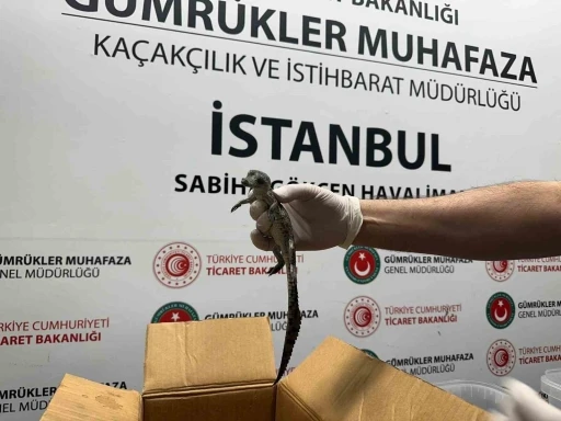 G&uuml;mr&uuml;k Muhafaza ekipleri canlı hayvan ka&ccedil;ak&ccedil;ılığına engel oldu
