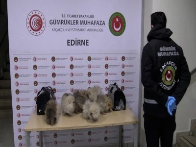 G&uuml;mr&uuml;kler Muhafaza ekipleri, 2025'te 85 bin 342 canlı hayvan ele ge&ccedil;irdi