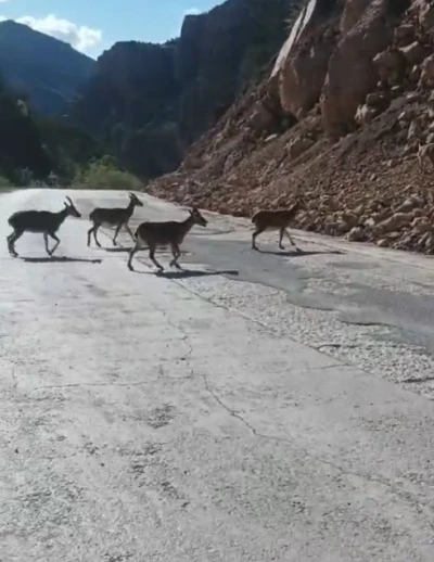 G&uuml;m&uuml;şhane&rsquo;de vaşak ve dağ ke&ccedil;ileri yollara indi
