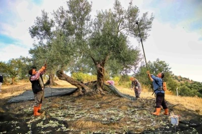 G&uuml;ney Marmara&rsquo;da zeytin hasadı başladı
