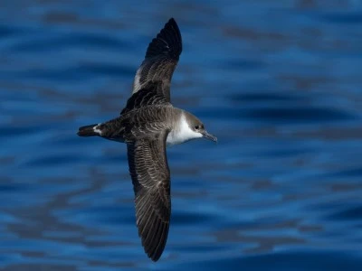 G&uuml;ney Okyanusu'nda yaşayan b&uuml;y&uuml;k yelkovan kuşu, T&uuml;rkiye&rsquo;de ilk kez g&ouml;r&uuml;nt&uuml;lendi