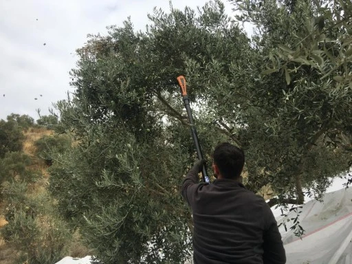 G&uuml;nl&uuml;k 3 bin lira yevmiye ile zeytin iş&ccedil;isi aranıyor
