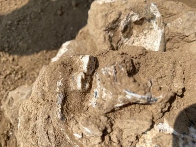 G&uuml;rcistan'da 1,8 milyon yıllık bir alt &ccedil;ene kemiği bulundu