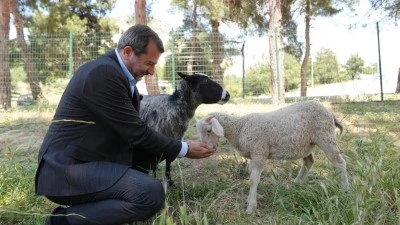 G&uuml;rsu'ya butik hayvanat bah&ccedil;esi