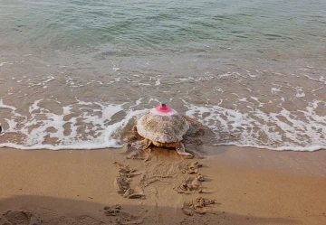G&uuml;zel İzmir isimli caretta soluğu Mısır&rsquo;da aldı