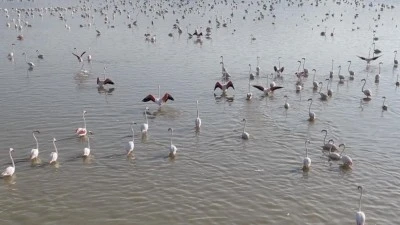 Akşehir Gölü'nde yıllardır &ouml;zlenen tablo