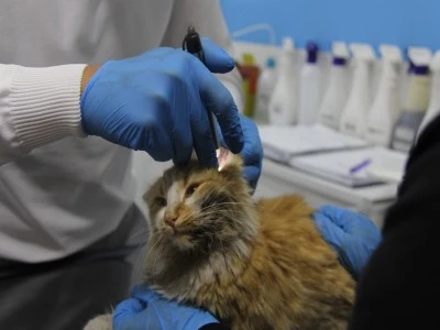 Kedi bakanlar dikkat! T&uuml;rkiye'de 'Kedi AIDS'i tespit edildi