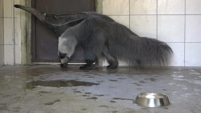 &nbsp;T&uuml;rkiye'de sadece Bursa Hayvanat Bah&ccedil;esi'nde bulunuyor