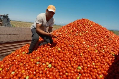 Bir &ccedil;ift&ccedil;inin Iphone 17 alması i&ccedil;in 30 TIR karpuz ya da 2 TIR domates satması gerekiyor