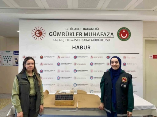 Habur Sınır Kapısı&rsquo;nda 3 maymun yakalandı
