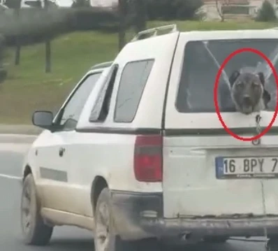 Hafif ticari aracın kırık camından etrafı izleyen k&ouml;pek kamerada