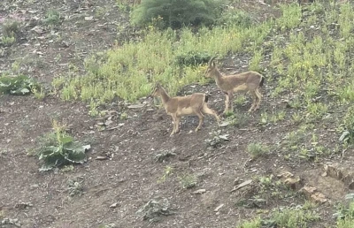 Hakkari&rsquo;de dağ ke&ccedil;ileri kara yoluna indi
