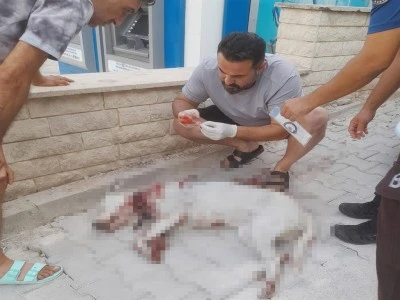 Hamile sokak k&ouml;peğini av t&uuml;feği ile ağır yaralayan ş&uuml;pheli, tutuklandı
