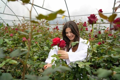 Hamsi atıklarıyla g&uuml;l yetiştirildi: Hamsi g&uuml;l&uuml;
