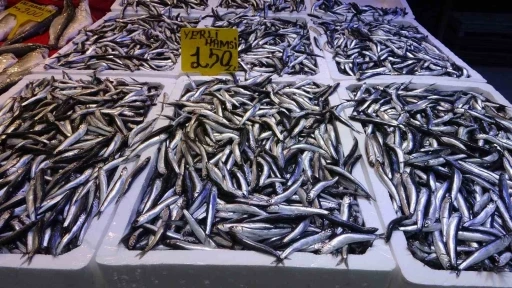 Hamsi avında d&uuml;ş&uuml;ş başlayınca fiyatlarda artış yaşandı