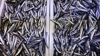 Hamsi yeniden T&uuml;rkiye'de 