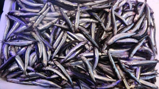 Hamsiyi denizde g&ouml;remeyen balık&ccedil;ı kaygılanıyor