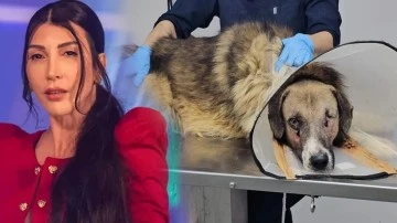 Hande Yener av t&uuml;feğiyle vurulan k&ouml;peği sahiplendi