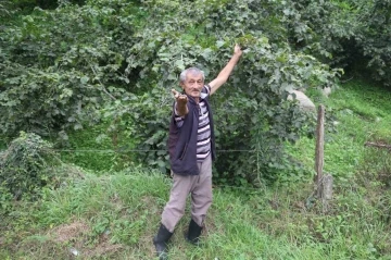 Hasat &ouml;ncesi artan yevmiye fiyatları fındık &uuml;reticisini d&uuml;ş&uuml;nd&uuml;r&uuml;yor
