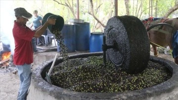 Hatay'da atın &ccedil;ektiği taş değirmen, zeytinyağında lezzeti ve kaliteyi artırıyor