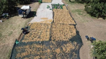 Havran&rsquo;da coğrafi işaretli incir hasadı s&uuml;r&uuml;yor
