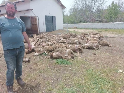 Haymana&rsquo;da &ccedil;iftliğe giren kurtlar 92 kuzuyu telef etti
