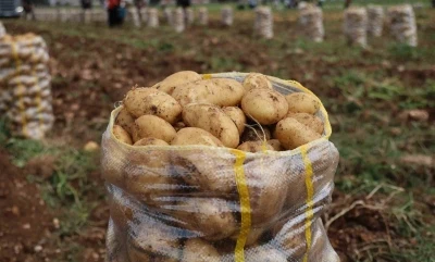 Hepsi geri g&ouml;nderildi: Yurt dışından gelen 2 bin tondan fazla patates vir&uuml;sl&uuml; &ccedil;ıktı
