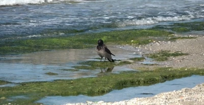 Hırsız karganın &rsquo;balık&rsquo; ziyafeti g&uuml;ld&uuml;rd&uuml;
