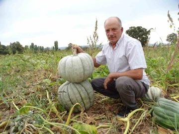 Hisarcıklı &uuml;retici yetiştirdiği 20-30 kiloluk devasa bal kabaklarına pazar arıyor

