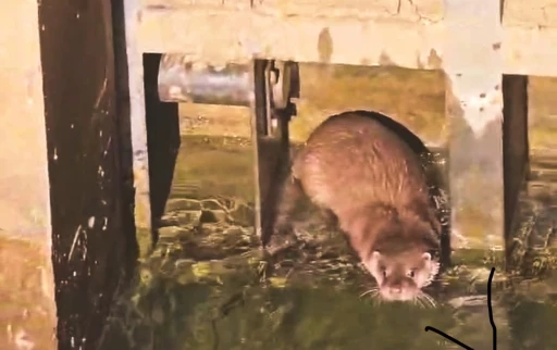 Hizan&rsquo;da nesli t&uuml;kenmekte olan su samuru g&ouml;r&uuml;nt&uuml;lendi
