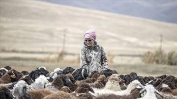 Hobi olarak 3 ke&ccedil;iyle hayvancılığa başlayan kadın mimar s&uuml;r&uuml; sahibi oldu