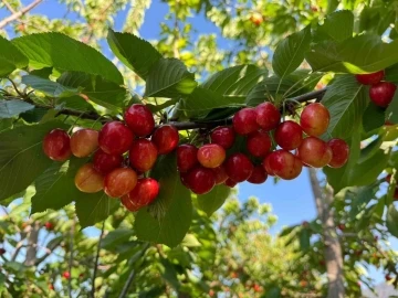 Honaz&rsquo;da Napolyon kirazı hasadı i&ccedil;in geri sayım başladı

