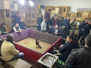 Horoz d&ouml;v&uuml;ş&uuml;ne polis baskını