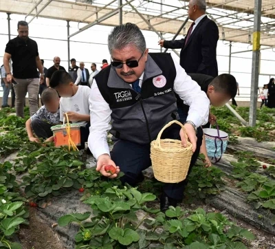 Huzurevinde kalan b&uuml;y&uuml;kler ve koruma altındaki &ccedil;ocuklar, &ccedil;ilek hasadı yaptı
