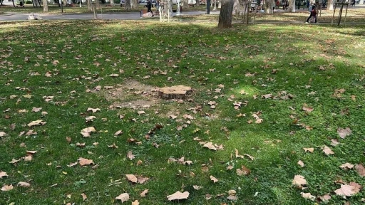 İBB G&uuml;lhane Parkı&rsquo;ndaki 50 ağacı kesti
