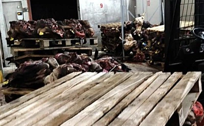 Gemlik'te bir at&ouml;lyede kokuşmuş hayvan kafaları bulundu!