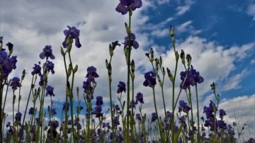 İhracatı yasak ve kotaya tabi doğal &ccedil;i&ccedil;ek soğanları belirlendi