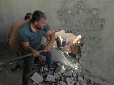 İki duvar arasında sıkışan ineği balyozla duvarı kırarak kurtardılar
